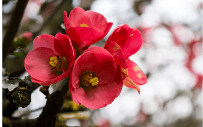 Exploring the Beauty of Canadian Winter Flowers 